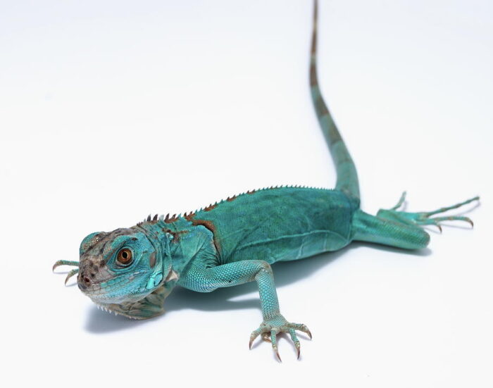 Blue Iguana - อิกัวน่าฟ้า