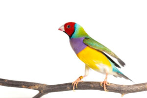 Colorful Gouldian finch Bird (Erythrura gouldiae) on white background Gouldian Finch - นกฟินซ์ 7 สี (172407)
