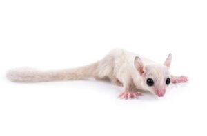 Sugar Glider Luecistic - ชูการ์ไกลเดอร์ สีลูซิสติก เพศผู้ (172355)