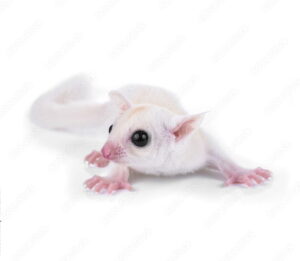 ชูก้าไกลเดอร์ลูอิสติก Sugar Glider Luecistic - ชูการ์ไกลเดอร์ สีลูซิสติก เพศเมีย (11469)