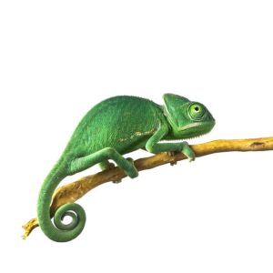Veiled Chameleon เวลคาเมเลี่ยน