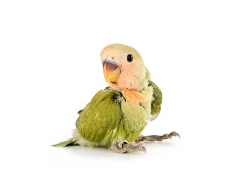 Baby Budgie - ลูกป้อนนกหงส์หยก (250903)