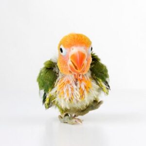 Close-up studioshot of a baby agapornis. For more ลูกป้อนเลิฟเบิร์ด
