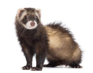 Ferret, 7 months old, looking away against white background เฟอเรท