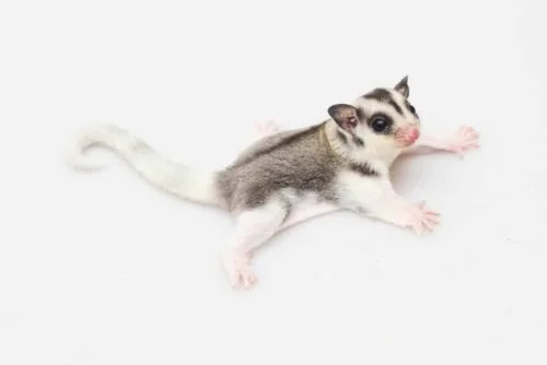 พบคำแนะนำในการเลือกกรงนกที่สมบูรณ์แบบ 9 Sugar Glider White Face Mosaic Ring Tail - ชูการ์ไกลเดอร์ โมซาอิกไวท์เฟสริงเทล เพศเมีย (251048)