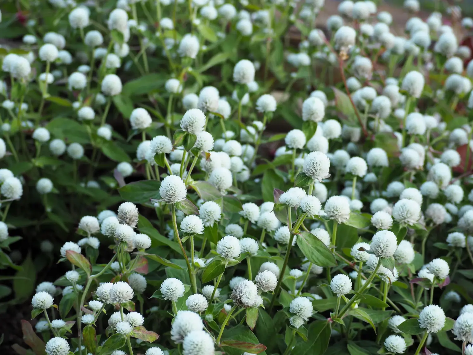 พบคำแนะนำในการเลือกกรงนกที่สมบูรณ์แบบ 7 White Globe Amaranth