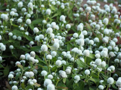 พบคำแนะนำในการเลือกกรงนกที่สมบูรณ์แบบ 9 White Globe Amaranth