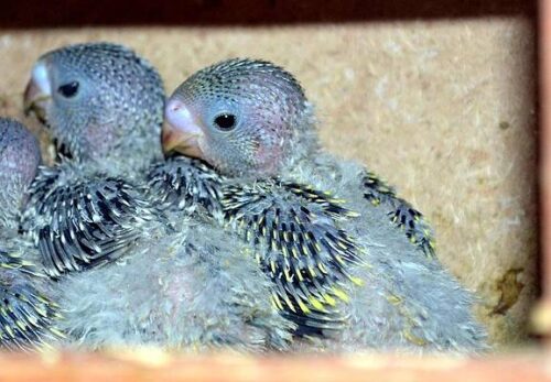 Baby Budgie - ลูกป้อนนกหงส์หยก (250903) 2 ลูกป้อนหงส์หยก
