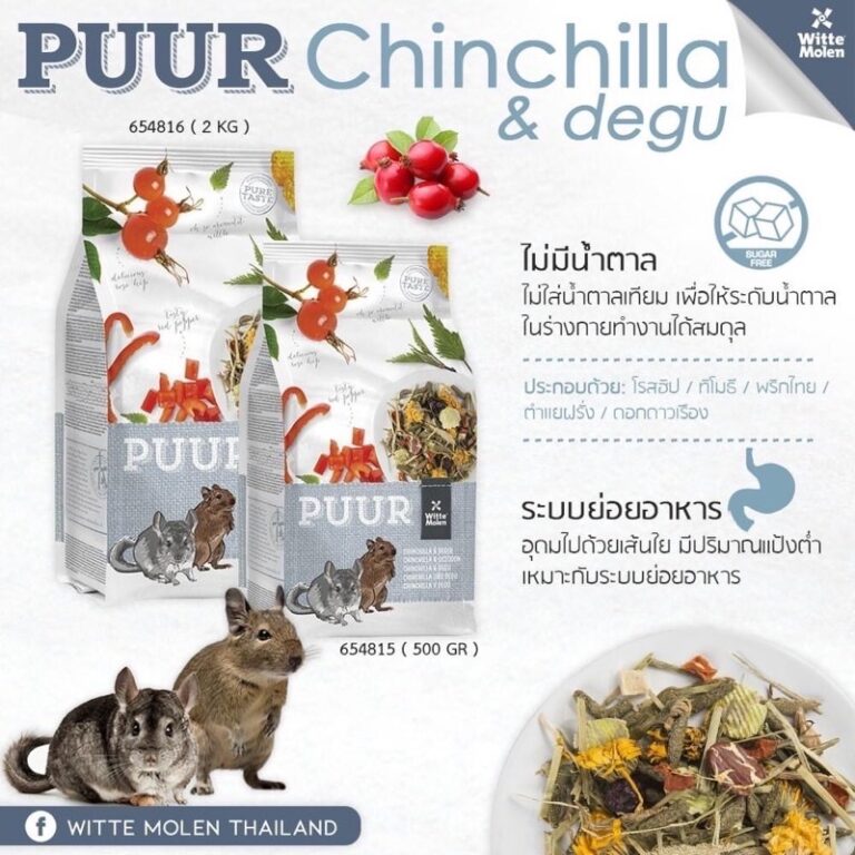 Puur-Chinchilla-1