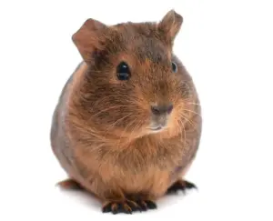 Short-haired-guinea-pig-e1700197260489 Guinea Pig American Shorthair - แกสบี้อเมริกันช๊อตแฮร์ (263827)
