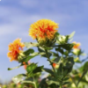 U.LEK Safflower White - เมล็ดทานตะวันขาว ตรามือ 1kg (296469)