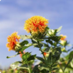 Safflower