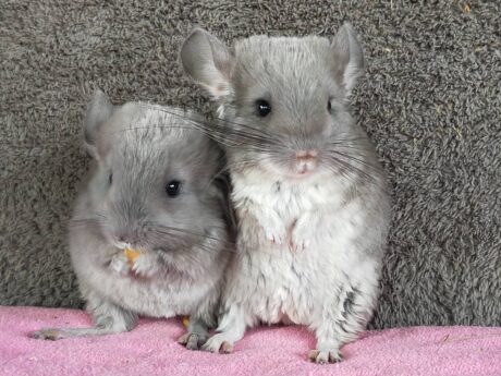 พบคำแนะนำในการเลือกกรงนกที่สมบูรณ์แบบ 10 Chinchilla Blue - ชินชิล่า สีบูล (309719)