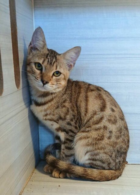 Baby Bengal - ลูกแมวเบงกอล (307797)