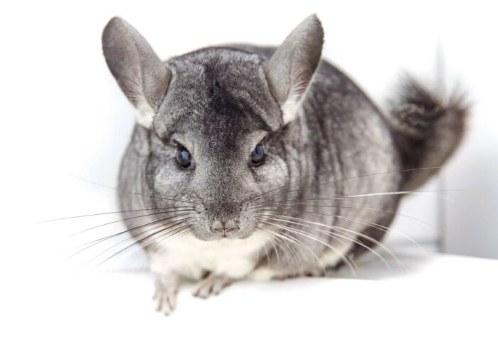 พบคำแนะนำในการเลือกกรงนกที่สมบูรณ์แบบ 7 Chinchilla Normal - ชินชิล่า สีธรรมดา (309691)