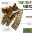 Hoya Barkery Crocodile Ridges - ครีบจระเข้
