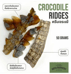 Hoya Barkery Crocodile Ridges - ครีบจระเข้