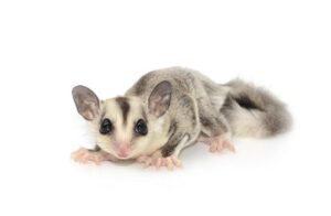 SUGARGLIDER Sugar Glider White Face - ชูการ์ไกลเดอร์ สีไวท์เฟส เพศผู้ (050773)