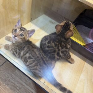 Baby Bengal - ลูกแมวเบงกอล (307797)
