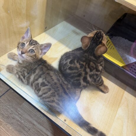 พบคำแนะนำในการเลือกกรงนกที่สมบูรณ์แบบ 8 Baby Bengal - ลูกแมวเบงกอล (307797)