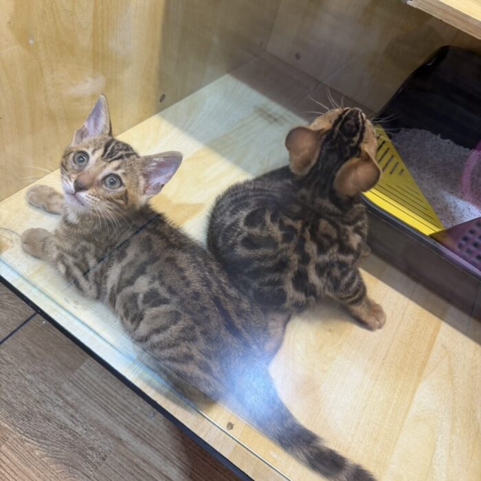 Baby Bengal - ลูกแมวเบงกอล (307797)