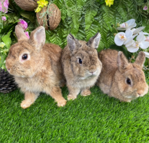 Screenshot from 2025-08-19 17-24-59 Breed Grade Netherland Dwarf Rabbit - กระต่ายแคระ เนเธอร์แลนด์ เกรดเพาะพันธุ์ (320635)