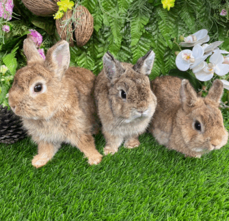 Breed Grade Netherland Dwarf Rabbit - กระต่ายแคระ เนเธอร์แลนด์ เกรดเพาะพันธุ์ (320635)