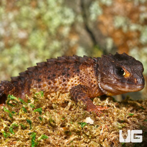 339485 White Eye Crocodile Skink - จิ้งเหลนจระเข้ (339485)