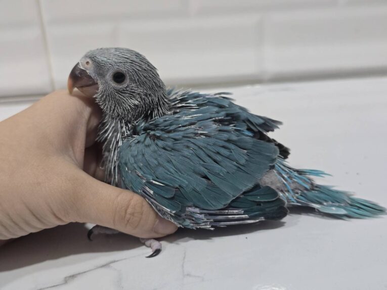 Baby Blue Ringneck Parrot