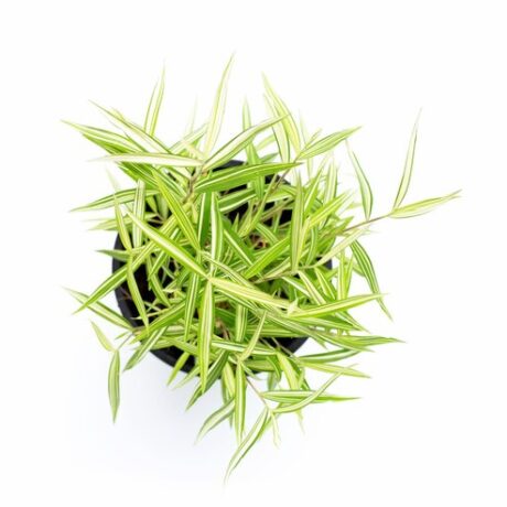 ต้นไผ่เงิน