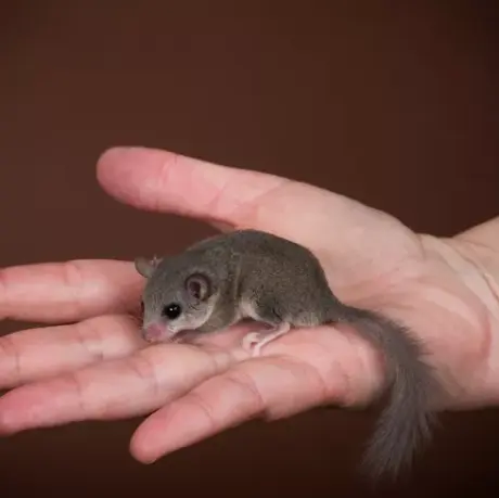 Dormouse - กระรอกจิ๋วหางดำ (371645)