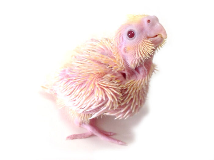 Baby Cockatiel - นกลูกป้อนค๊อกคาเทล (385409)