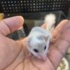 Platinum Dormouse - กระรอกจิ๋ว สีแพลตตินั่ม (390654)