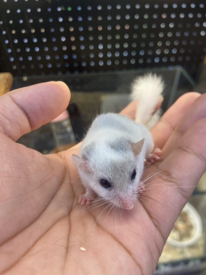 Platinum Dormouse - กระรอกจิ๋ว สีแพลตตินั่ม (390654)