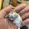 Platinum Dormouse - กระรอกจิ๋ว สีแพลตตินั่ม (390654)