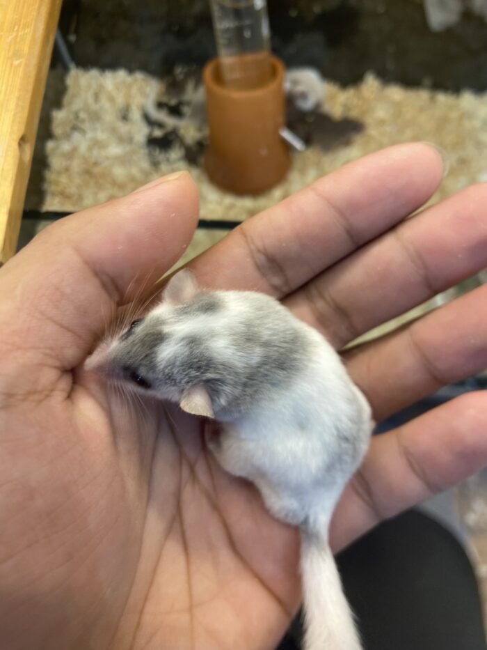 Platinum Dormouse - กระรอกจิ๋ว สีแพลตตินั่ม (390654)