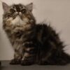Baby Scottish-Persian Cat - ลูกแมวพันธุ์สก็อตติช-เปอร์เซีย (399240)
