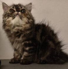 Baby Persian Cat - ลูกแมวเปอร์เซียหน้าบี้ (399240)