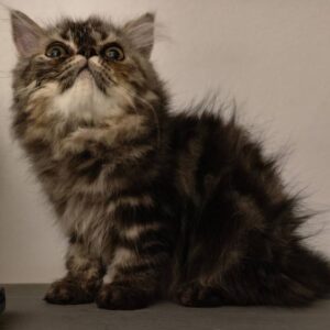 118039 Baby Scottish-Persian Cat - ลูกแมวพันธุ์สก็อตติช-เปอร์เซีย(399240)