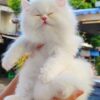 Baby Scottish-Persian Cat - ลูกแมวพันธุ์สก็อตติช-เปอร์เซีย (399240)