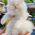 Persian Cat – แมวเปอร์เซีย (399240)