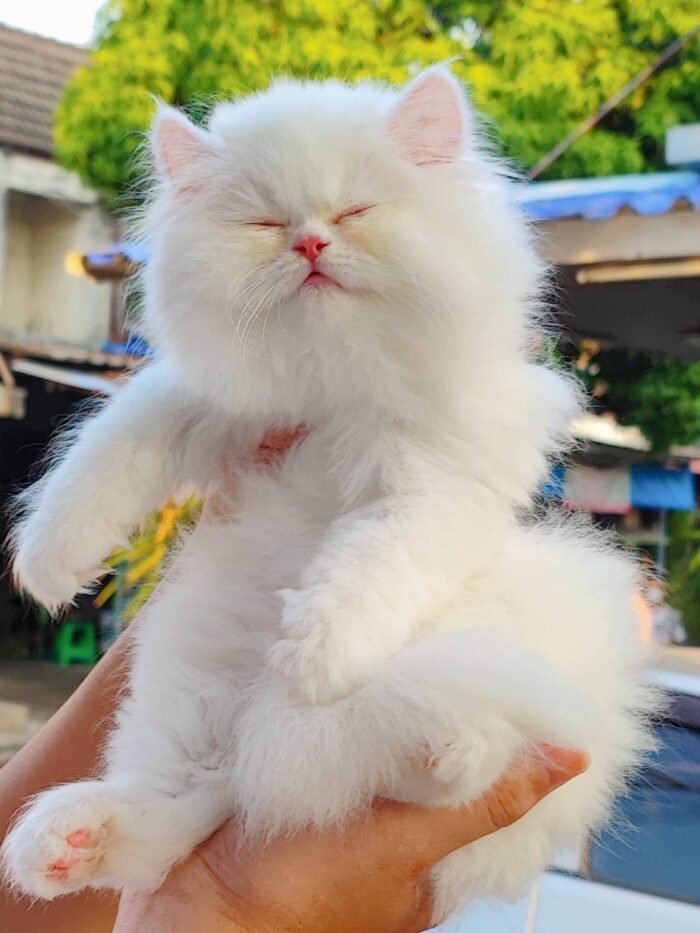 Baby Scottish-Persian Cat - ลูกแมวพันธุ์สก็อตติช-เปอร์เซีย (399240)