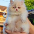 Persian Cat – แมวเปอร์เซีย (399240)