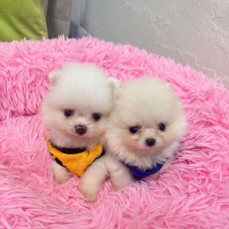 ปอมเมอเรเนียน