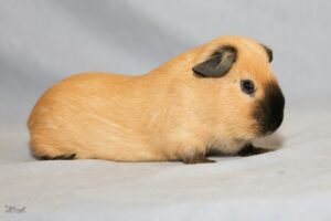 Guinea Pig California Cream - แกสบี้ แคลิฟอเนียร์ สีครีม (395860)