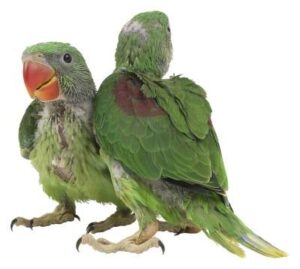 406253 Baby Ringneck Parrot - ลูกป้อนนกแก้วริงเนค (406253)