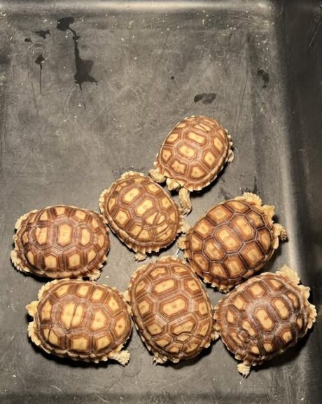 พบคำแนะนำในการเลือกกรงนกที่สมบูรณ์แบบ 8 Sulcata Tortoise Double Shell - เต่าบกซูคาต้ากระดองเบิ้ล (411398)