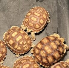 Sulcata Tortoise Double Shell - เต่าบกซูคาต้ากระดองเบิ้ล (411398)