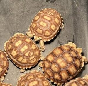 497511237_1270383535087752_405578819535501796_n Sulcata Tortoise Double Shell - เต่าบกซูคาต้าขนาด 2- 2.5นิ้ว (411398)