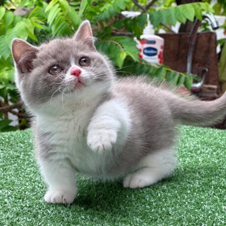 Baby Munchkin - แมวมันช์กิ้น